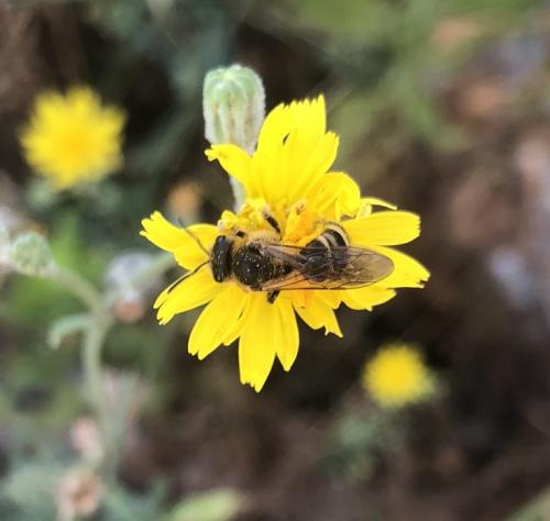 Réf. 347 389 : Halictus sp.